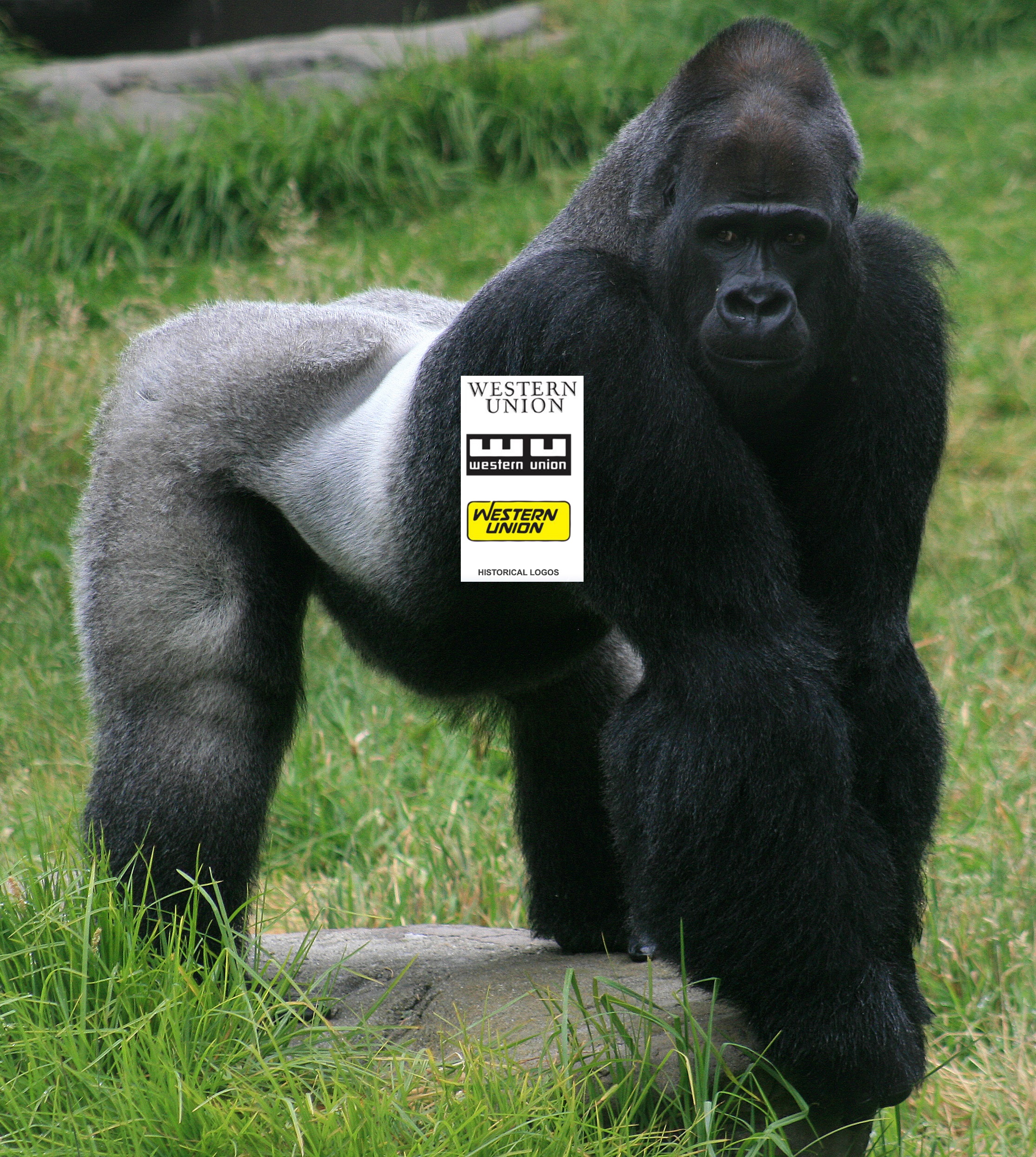 Western Union gorilla